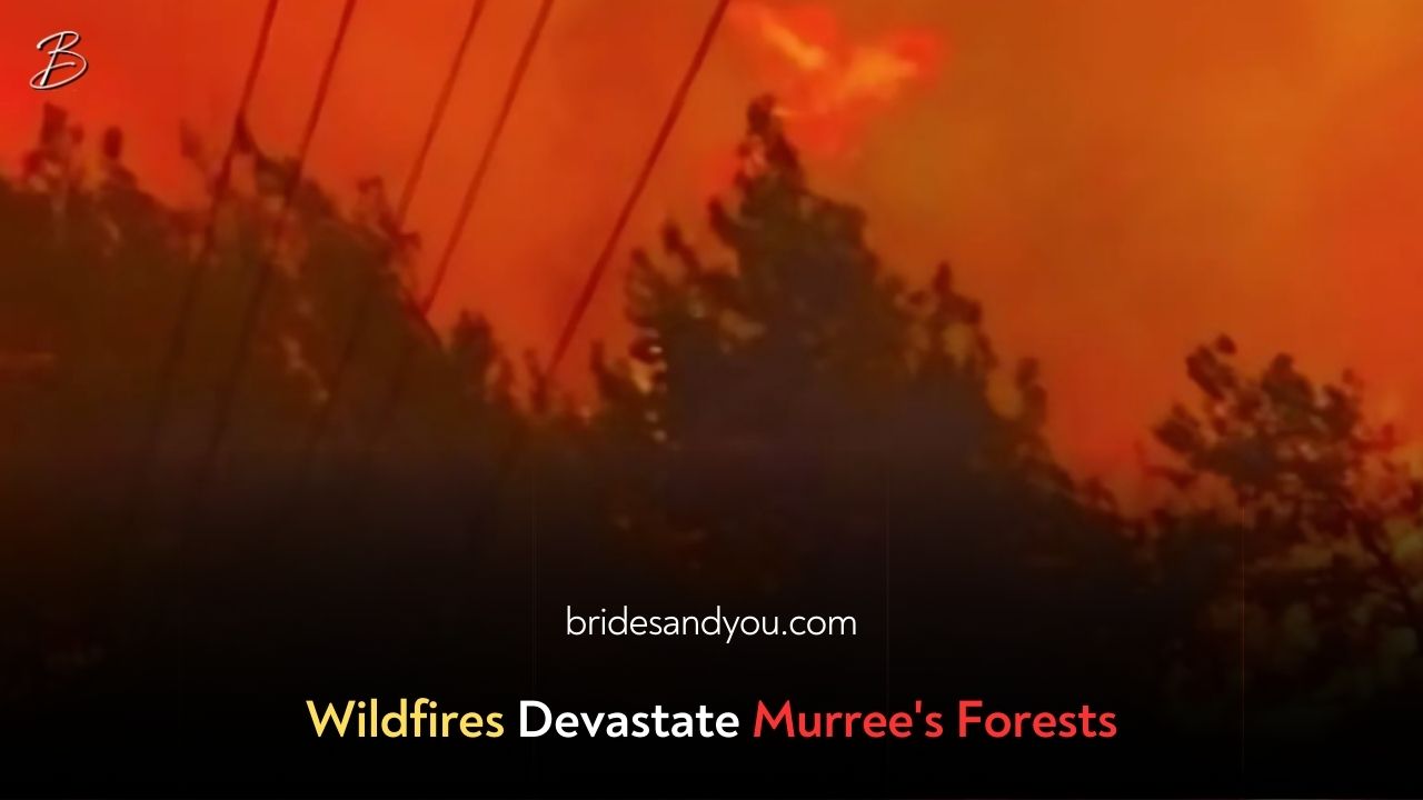 Murree Forests Ravaged by Devastating Wildfires