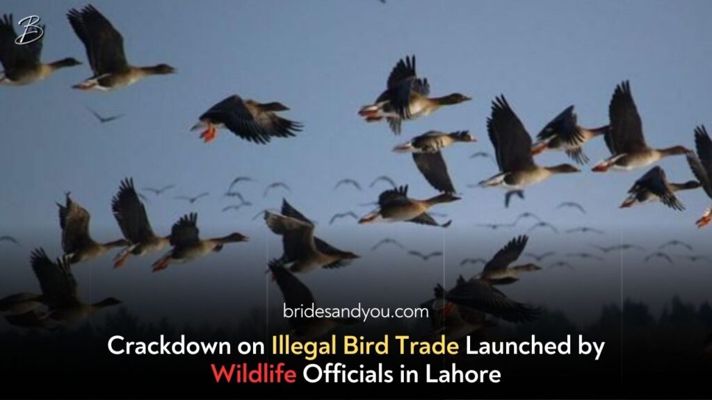 Wildlife Officials Crack Down on Illegal Bird Trade in Lahore