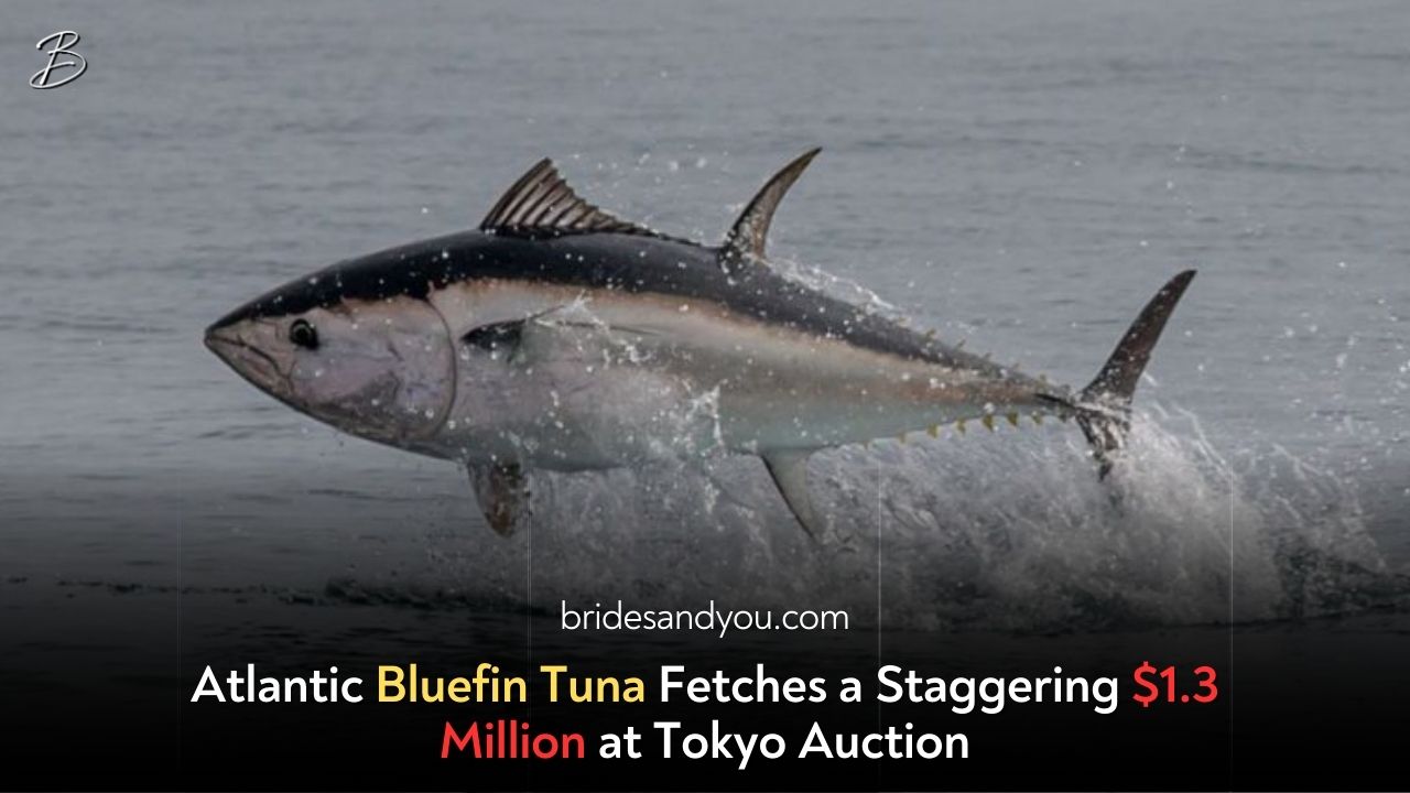 A Record-Breaking Catch: Atlantic Bluefin Tuna Sold for $1.3 Million at Tokyo’s Toyosu Market