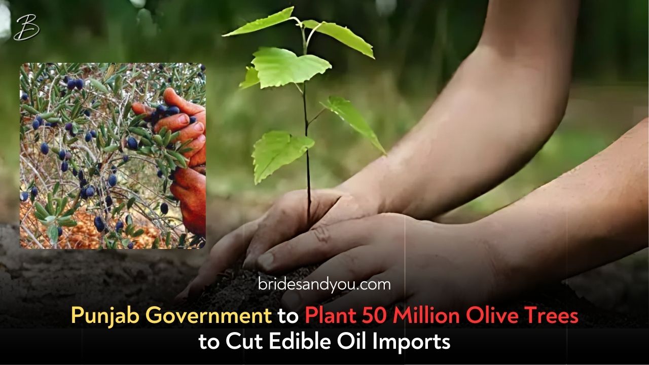 The Future of Olive Cultivation in Pakistan – A Green Revolution in the Making