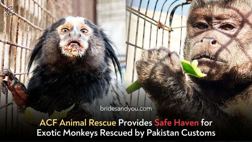 ACF Animal Rescue Provides Safe Haven for Exotic Monkeys Rescued by Pakistan Customs