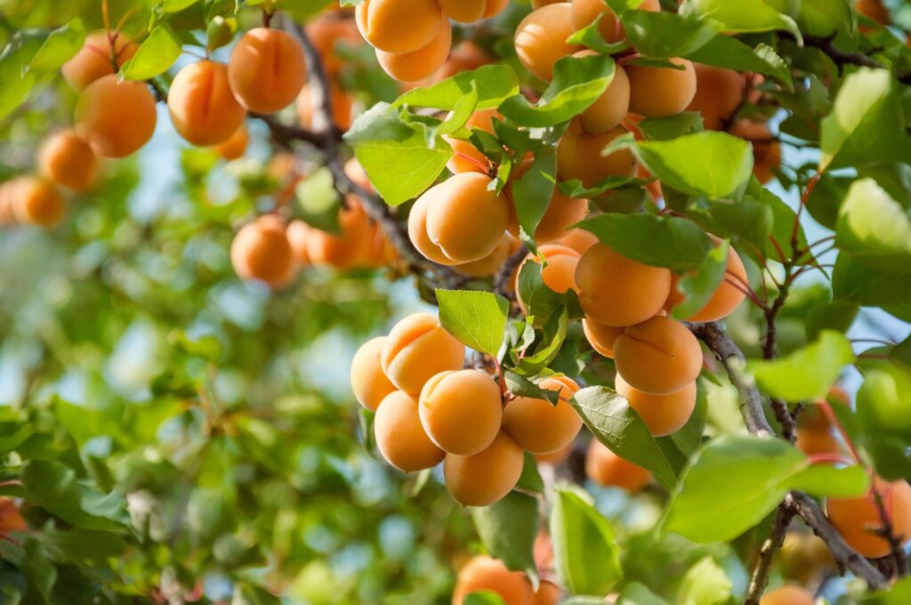 Health benefits of apricots