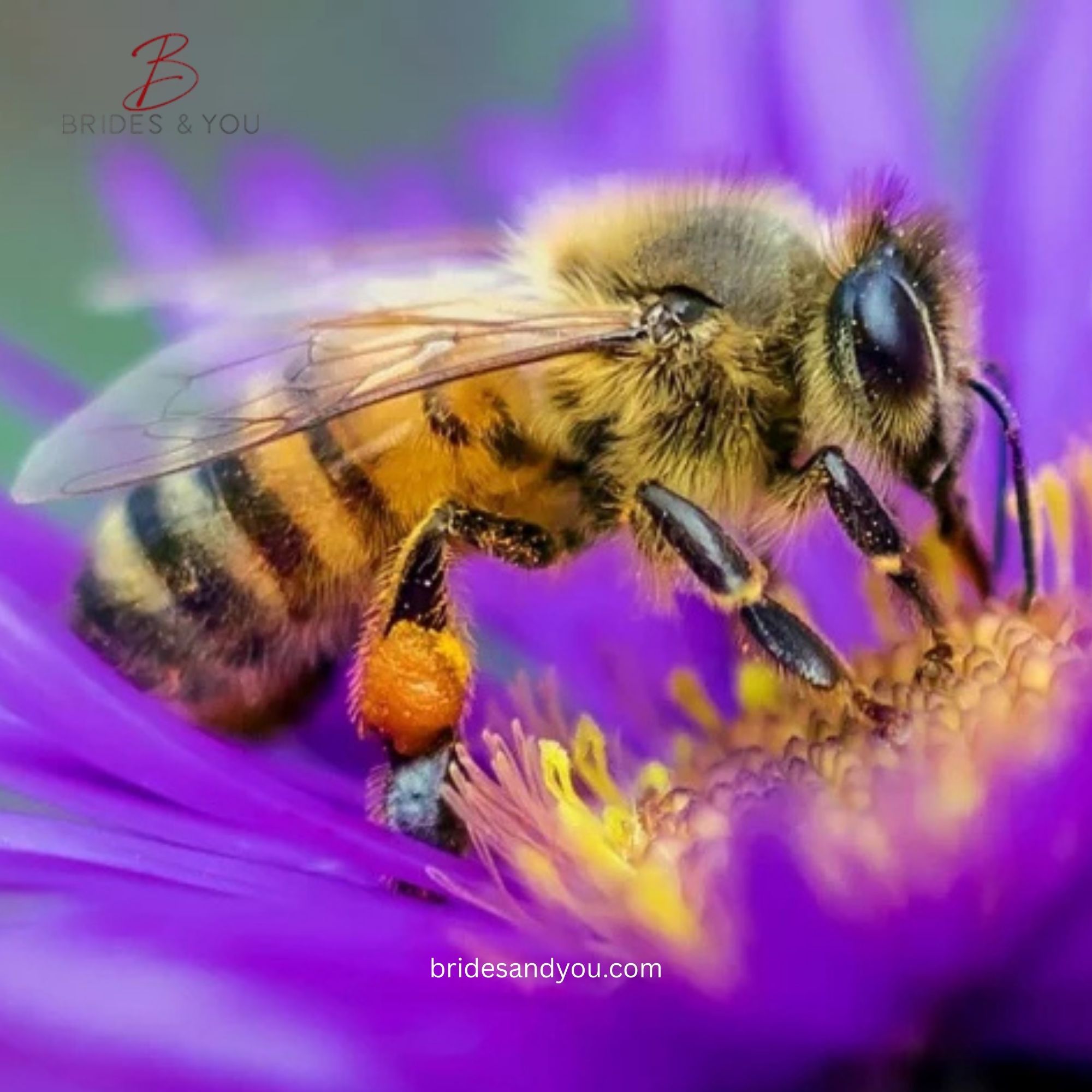 Robber bees invade apiary shop in British Columbia