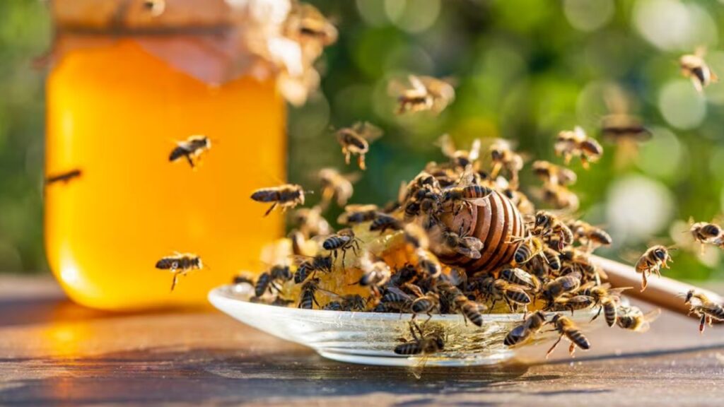 Robber bees invade apiary shop in British Columbia