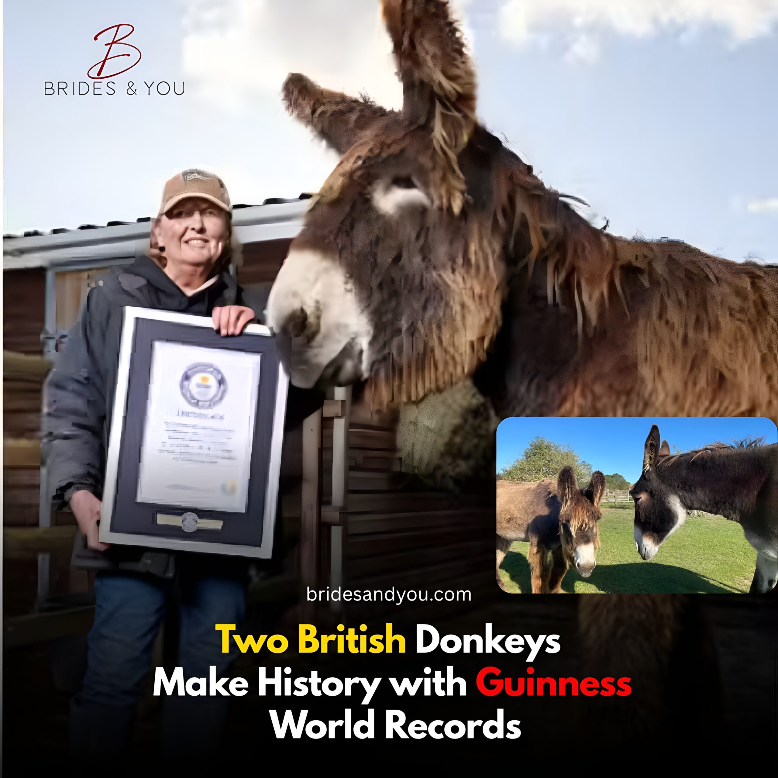 British Donkeys Set Guinness World Records