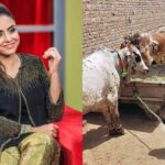 Nadia Khan Qurbani Statement